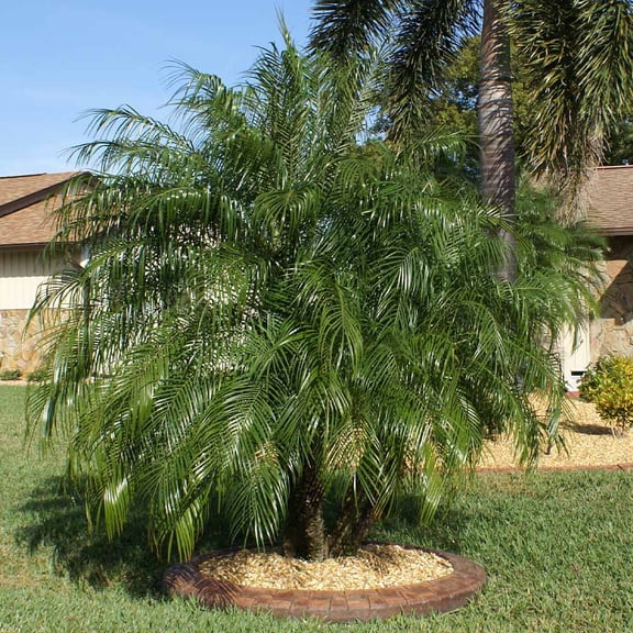 Brighter Blooms - Pygmy Date Palm, 3 gal - No Shipping to AK, AZ, HI, TX