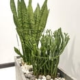 thumbnail image 4 of Jaula de Soporte para Plantas cozyou 20x28 cm Paquete de 6 Verde, 4 of 7