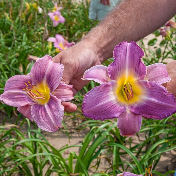 Direct Gardening Prarie Blue Eyes Daylily Perennial Dormant Bare Root Starter Plant, One per offer