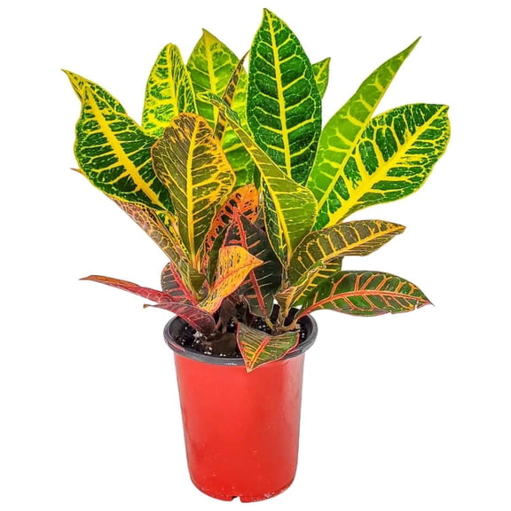 Tropical Plants of Florida 12" to 16" Croton Petra Plant; Partial to Full Sunlight, 6" Growers Pot
