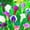 A, variant on Calla lily, Low Maintenance - Easy Grow - Ideal for Beds Borders, Plant Pots & Planters