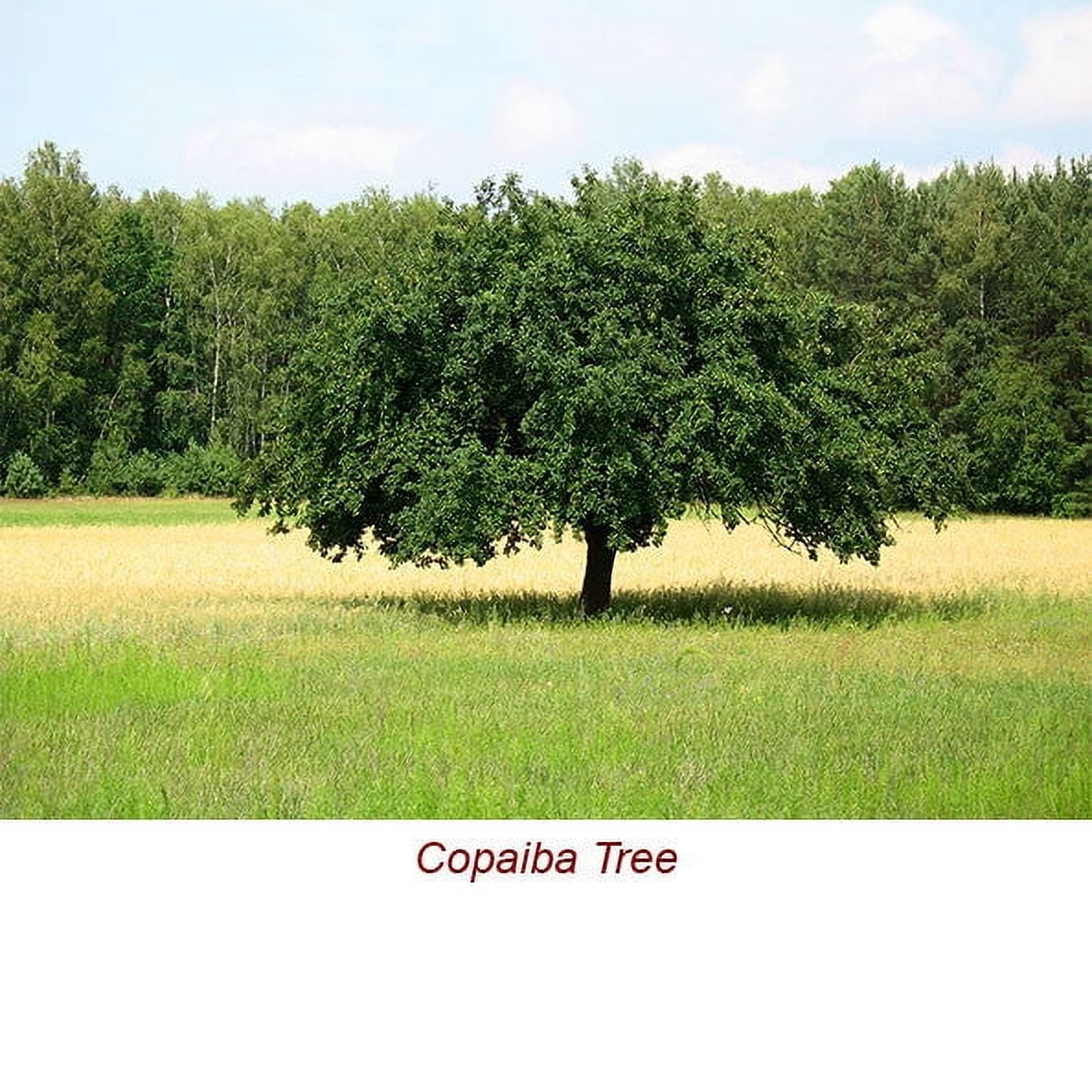 Copaiba Balsam Wild Crafted Essential Oil 1 fl oz (30 ml) - 100% Pure and Natural by Silky Scents