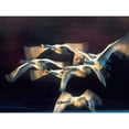 thumbnail image 3 of Krahmer, Frank 24x19 Black Modern Framed Museum Art Print Titled - Mute swan, Munich, Germany, 3 of 5