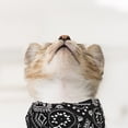 thumbnail image 3 of Collar bandana triangular ajustable de 3 piezas para perros, pañuelo bandana para mascotas, pañuelo bandana para perros, pañuelo para gatos y perros, pañuelo accesorio para mascotas, 3 of 5