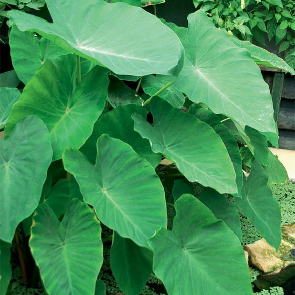 Van Zyverden Jumbo Elephant Ears Set of 3 Bulbs Green Partial Shade Deer Resistant 2 lb