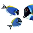 thumbnail image 2 of Tropical Reef Fish Surgeonfish Wall Decal by Wallmonkeys Peel and Stick Graphic (24 in W x 20 in H) WM236911, 2 of 4