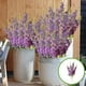 thumbnail image 1 of Simulation Morning Glorys Plastic Flowers Simulation Flower Bouquet Outdoor Holiday Decoration Home Garden Artificial Flower, 1 of 6