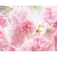 thumbnail image 3 of McLoughlin, James 24x20 Black Modern Framed Museum Art Print Titled - Cherry Blossom Study V, 3 of 5