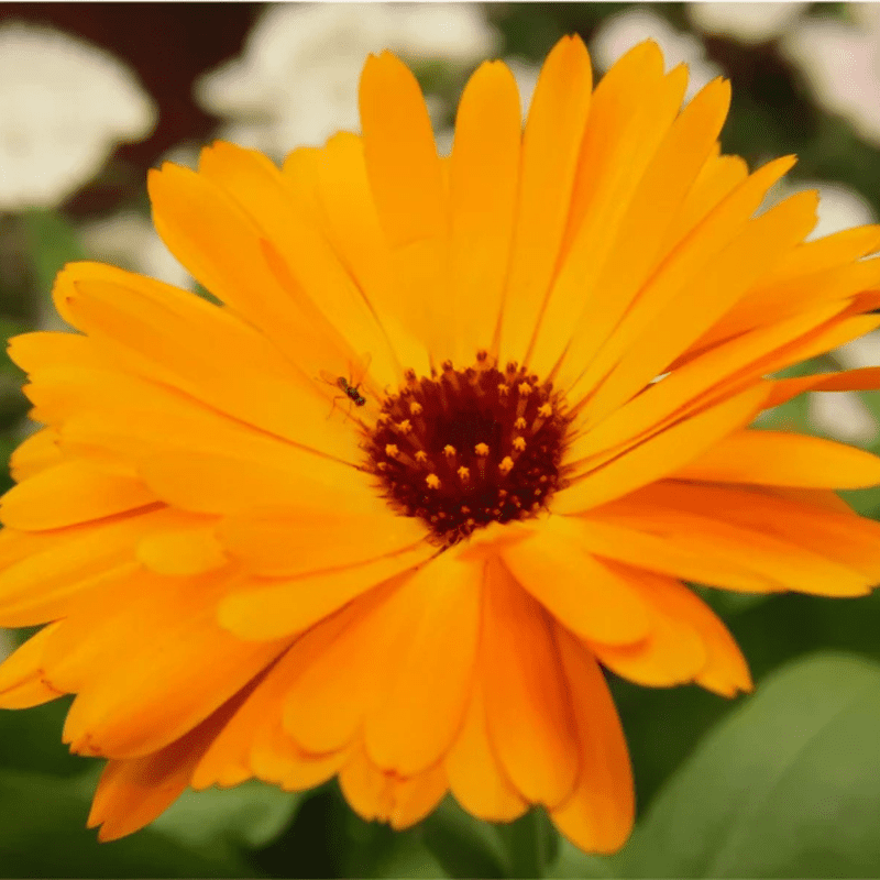 50 Orange Calendula Flower Seeds, Perennial