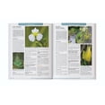 thumbnail image 6 of The Forgotten Guide to Plant Remedies, 6 of 7