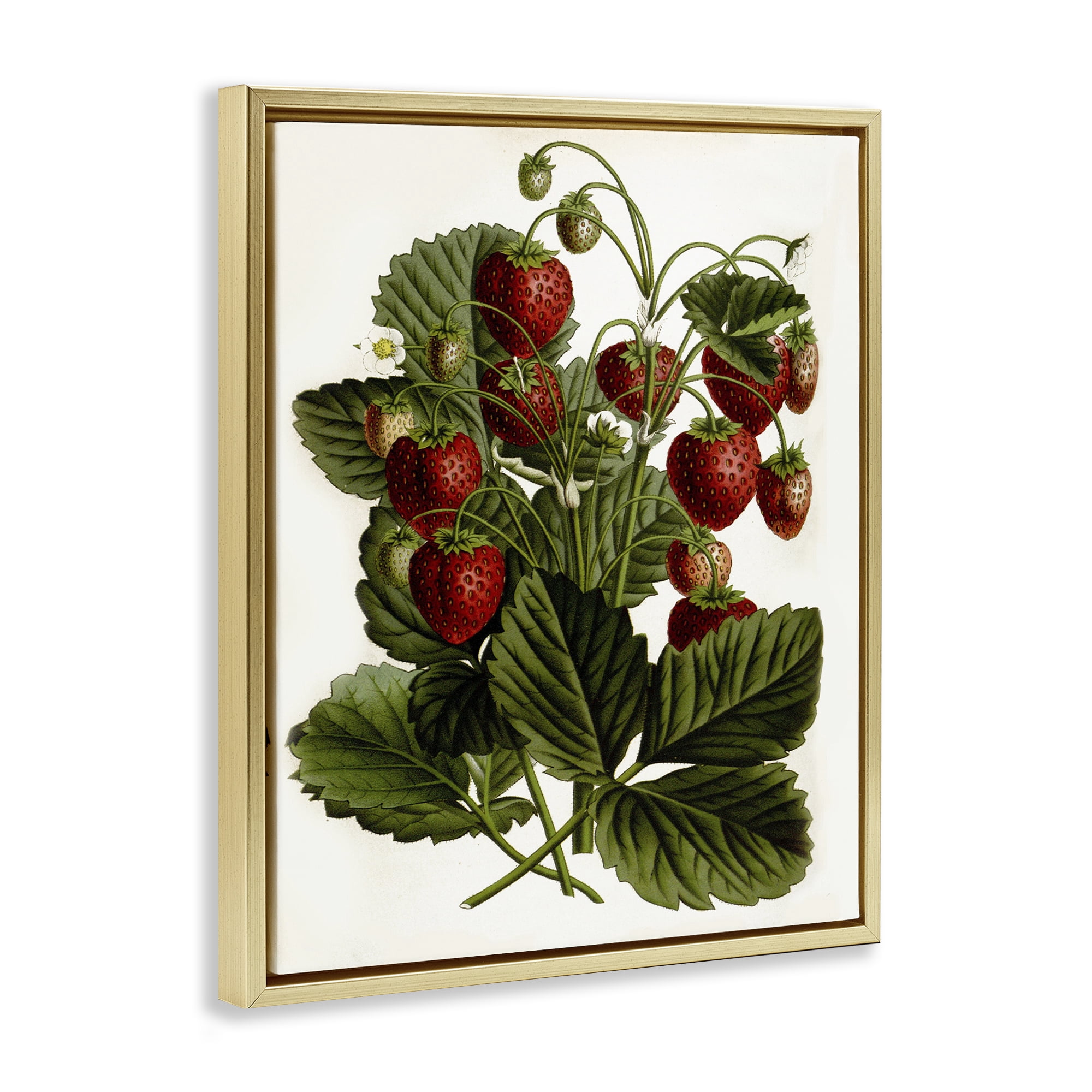 Stupell Industries Strawberry Plant Study Food & Beverage Painting Gold Floater Framed Art Print Wall Art, 17 x 21