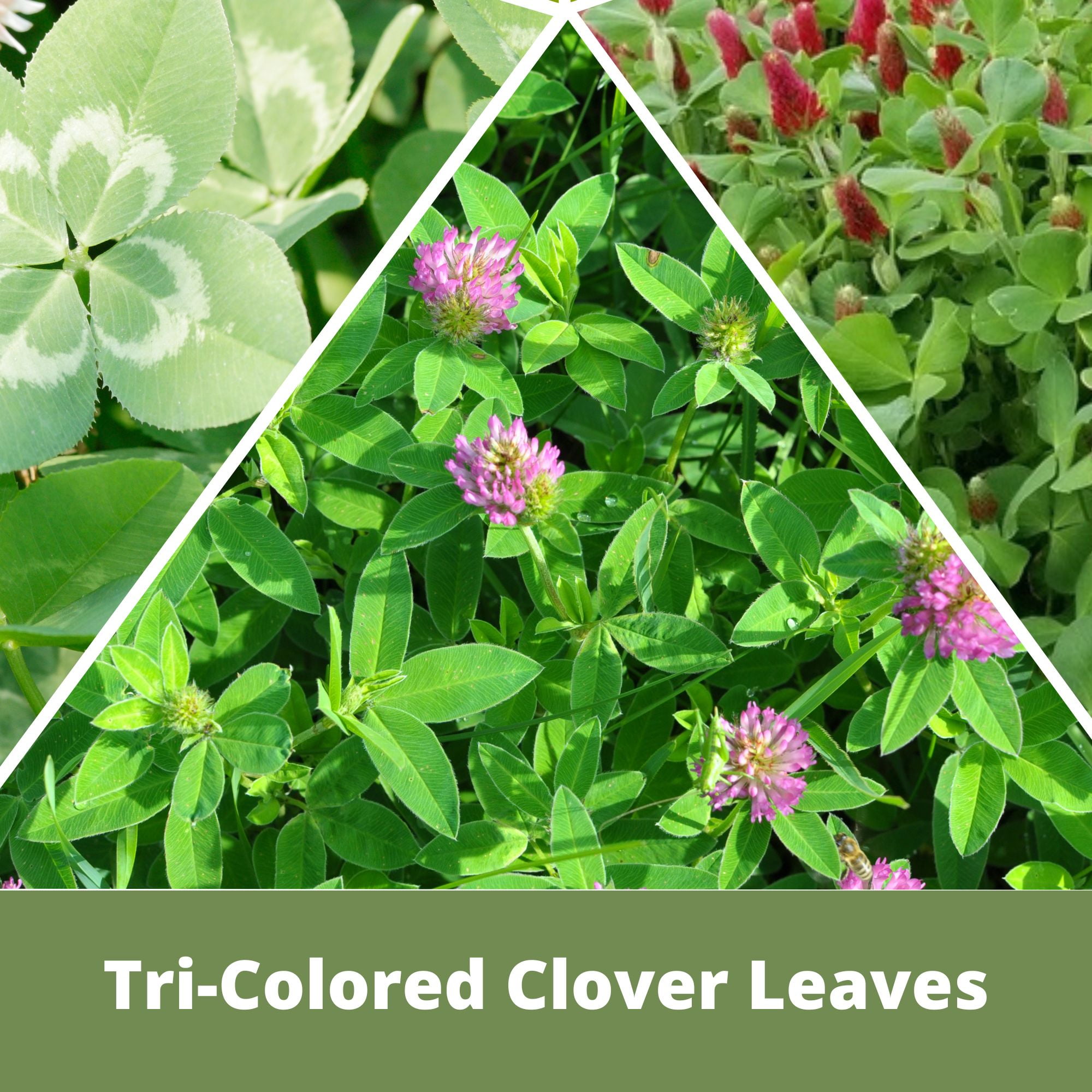 Flawn Seed Kits Tri-Color Crimson Red Medium Red Dutch White Clover Seed 1000 Sqft, Equal Mix in Kraft Pouch