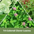 thumbnail image 6 of Flawn Seed Kits Tri-Color Clover Seed Kit, Easy Spread, Low Maintenance Flowering Lawn, Covers up to 500 Sqft, 6 of 8