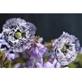 thumbnail image 5 of Seedville 50 Amazing Grey Poppy Shirley Poppy Flower Seed, 5 of 11