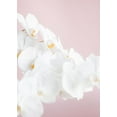 thumbnail image 2 of 1x Studio III 11x14 White Modern Wood Framed Museum Art Print Titled - Orchid_1, 2 of 4