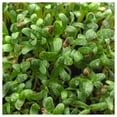 thumbnail image 2 of Everwilde Farms - 1/4 lb Fenugreek Herb Seeds - Gold Vault Bulk Seed Packet, 2 of 4