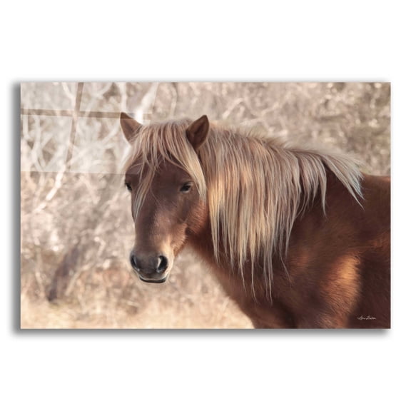 Epic Art 'Assateague Horse' by Lori Deiter Acrylic Glass Wall Art, 24"x16"