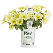 Proven Winners Petunia 1.5PT Yellow Live Plants