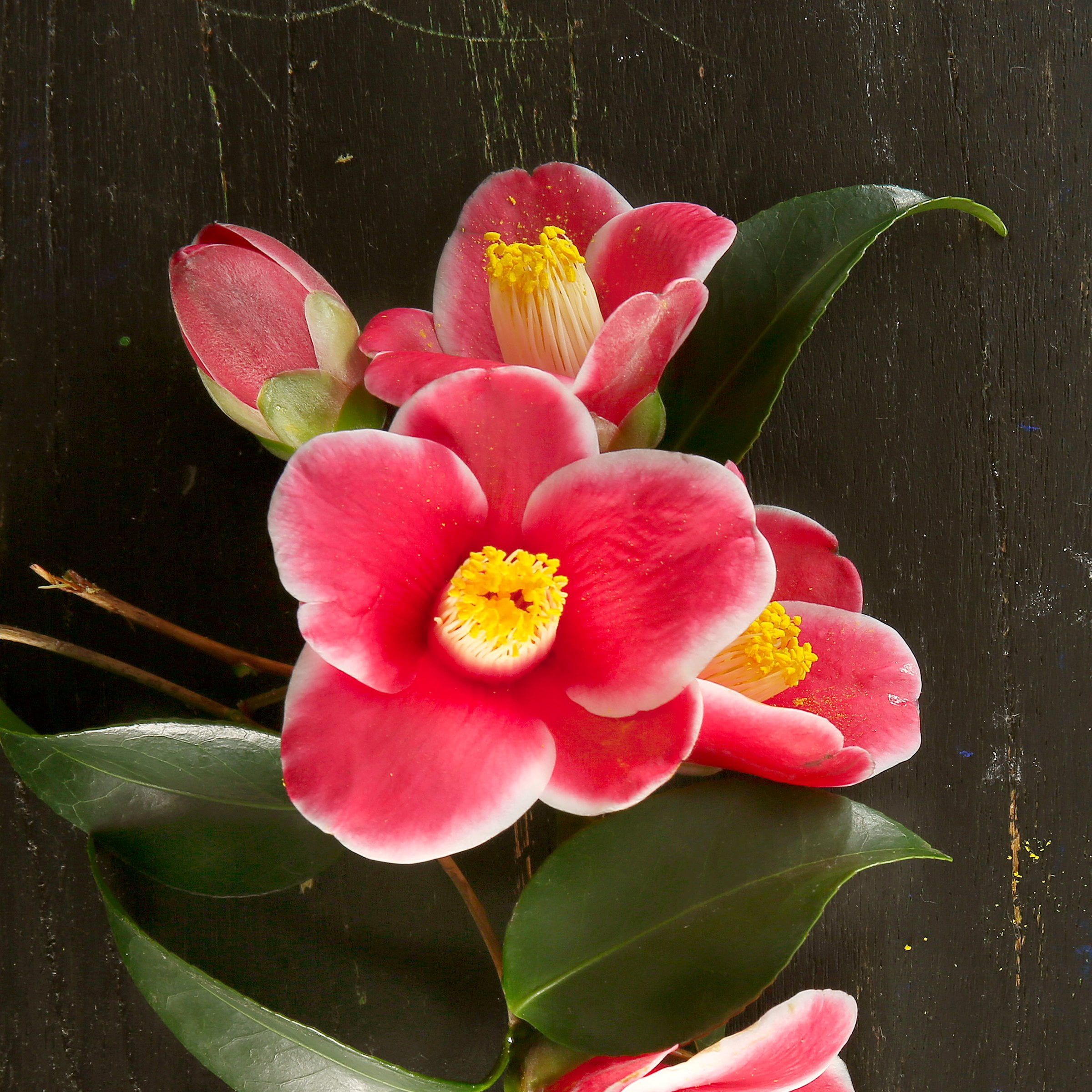 National Plant Network 3 gal. Camellia Japonica Sadaharu Oh Shrub