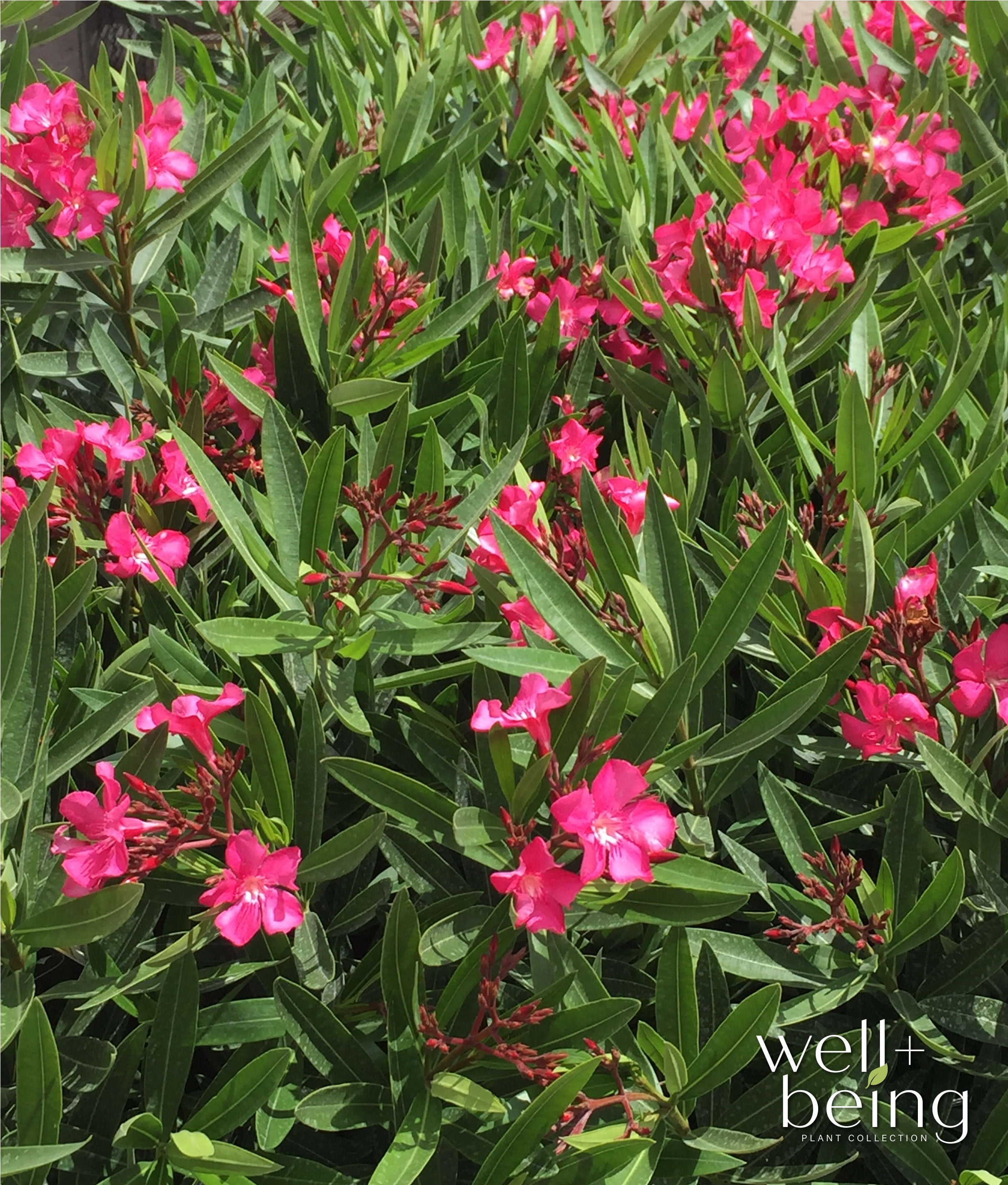 Nature's Way Farms Oleander Calypso Pink Outdoor Flowering Live Plant (25-30 in. Tall) in Grower Pot May Ship Without Flowers