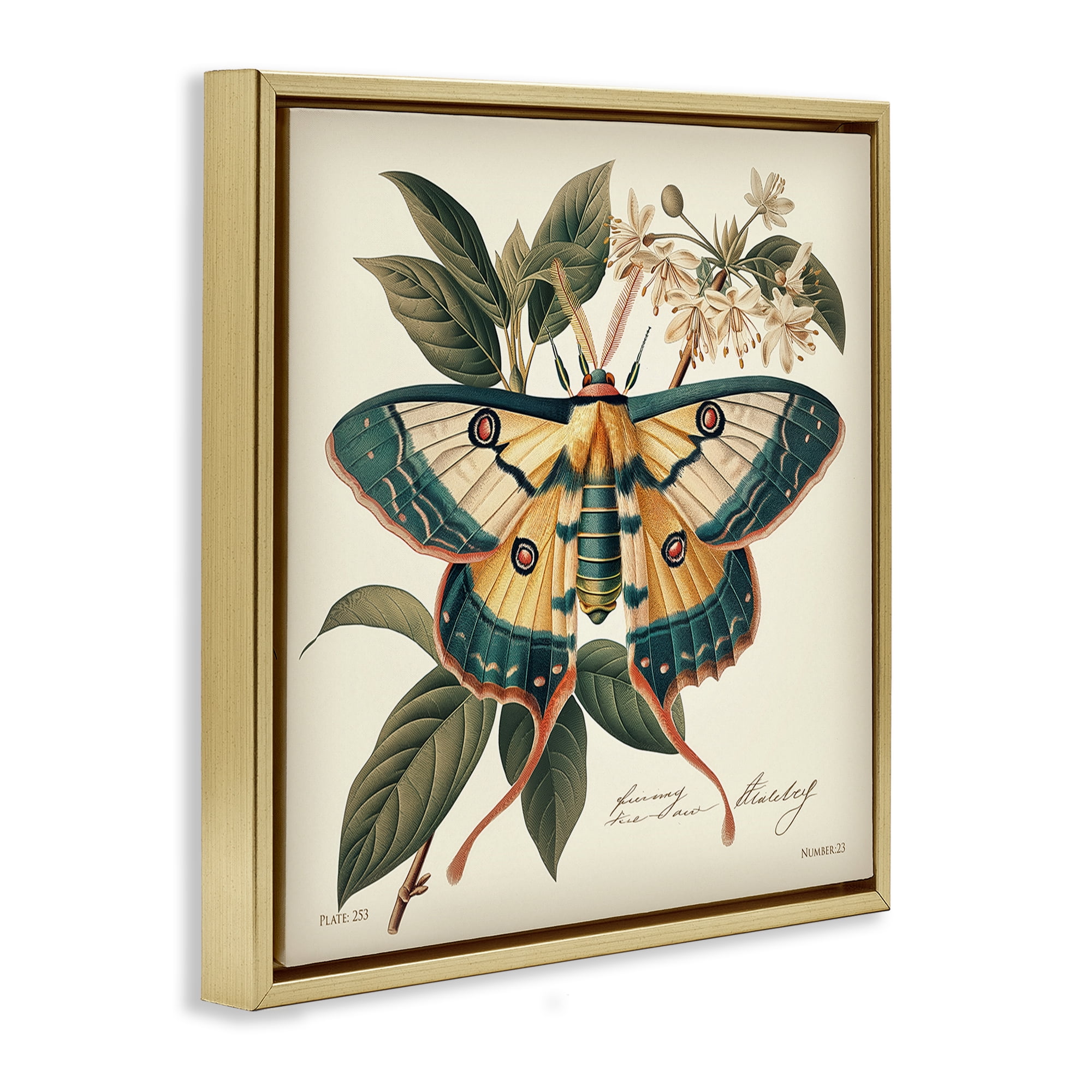 Stupell Industries Vintage Moth & Plant Study Animals Painting Gold Floater Framed Canvas Art Print Wall Art, 18 x 18
