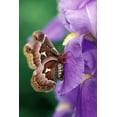 thumbnail image 2 of Rotenberg, Nancy 17x24 Black Ornate Wood Framed with Double Matting Museum Art Print Titled - Cecropia Moth on Iris in Garden, 2 of 4