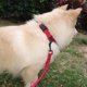thumbnail image 5 of TUFF Collar Receptor de valla para perros Correa de repuesto resistente, 5 of 5