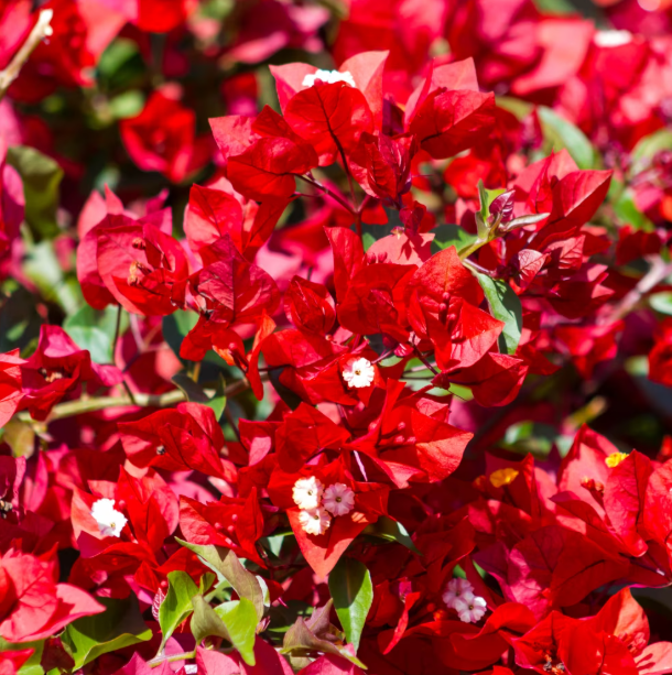 Red Bougainvillea Plant Live for Planting, Ornamental Flower Plant for Outdoor 6 to 8 Inch Tall