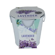 BUZZY Painted Grow Pails | Lavender | Best Gardening Gifts, Favors, Parties, Events, Unique, and Fun | Growth Guaranteed…