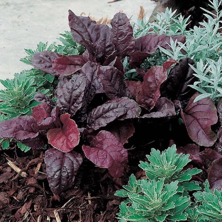 Bulls Blood Beet Seeds - 200 Count Seed Pack - deep Reddish-Purple Leaves - Country Creek LLC