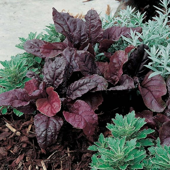 Bulls Blood Beet Seeds - 200 Count Seed Pack - deep Reddish-Purple Leaves - Country Creek LLC