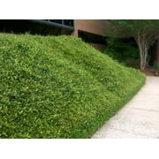 Classy Groundcovers, Asiatic Jasmine, Dwarf Asian Jasmine, Japanese Star Jasmine, Minima Jasmine, Yellow Star Jasmine (50 Bare Root plants)