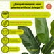 thumbnail image 4 of Planta artificial decorativa moderna con maceta Ave de paraíso sin flor grande de 150cm de alto Artego para hogar sala comercio oficina, 4 of 8