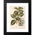 thumbnail image 2 of Charles Antoine Lemaire 14x18 Black Modern Framed Museum Art Print Titled - Peperomia Velutina (1854-1896), 2 of 5