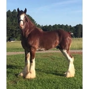 Clydesdale Gelding
