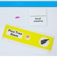 thumbnail image 3 of MasteelfCA 12pcs Prepared Plastic Microscope Slides Biological Specimen with 1 Box for Children Student Education (Assorted Color), 3 of 7