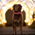 thumbnail image 1 of Collar para perro y gato, collar de luz nocturna LED de seguridad ajustable, accesorio para mascotas (rojo) Ndcxsfigh  Para estrenar, 1 of 7