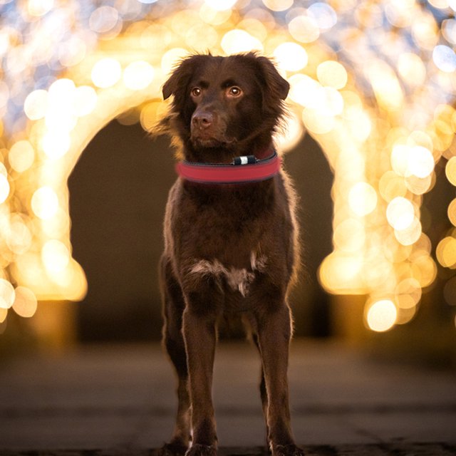 Collar para perro y gato, collar de luz nocturna LED de seguridad ajustable, accesorio para mascotas (rojo) Ndcxsfigh Para estrenar