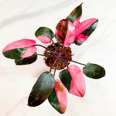 Pink Princess Philodendron Live Plant, Indoor Plants Live Houseplants 4-8 inches