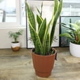 thumbnail image 6 of Element by Altman Plants Live Snake Plant, Sansevieria Superba; 6 in H20 Self Watering Pot, 6 of 10