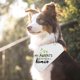 thumbnail image 3 of Family Kitchen Fun Pet Puppy Dog Bandana Scarf - My Family A Human Pet Scarf Accessories, Domestic Animal Accessories for Dog Lovers Gifts, 3 of 4