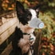 thumbnail image 5 of Bozal respirador ajustable para perros, bozal protector transpirable para perros con filtro de contaminantes del aire antivaho/antipolvo/anti-M, 3 uds., 5 of 5