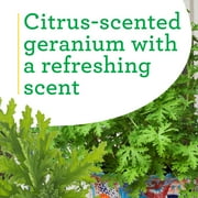 Bonnie Plants Citronella 2.32 qt.