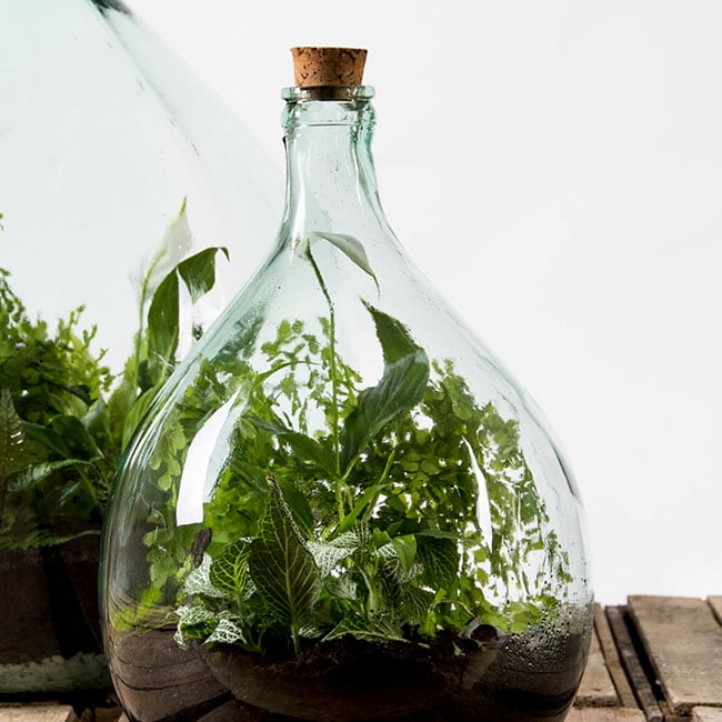 Esschert Design Glass Terrarium Bottle, Green, Medium Size