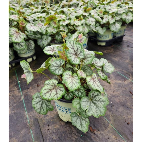 Green Spice Coral Bells
