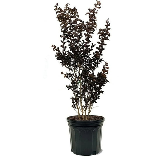 Black Diamond Blooms 3-4 ft. tall Pave Pink Crape Myrtle Live Tree in 7-Gallon Grower Pot