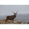 thumbnail image 3 of Uhlig, Dieter 24x17 Black Modern Framed Museum Art Print Titled - Proud, 3 of 5