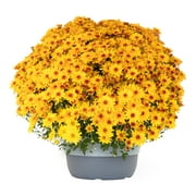 Better Homes & Gardens Gold Bicolor Daisy Mums Live Plant Garden in 10 in Fall Planter