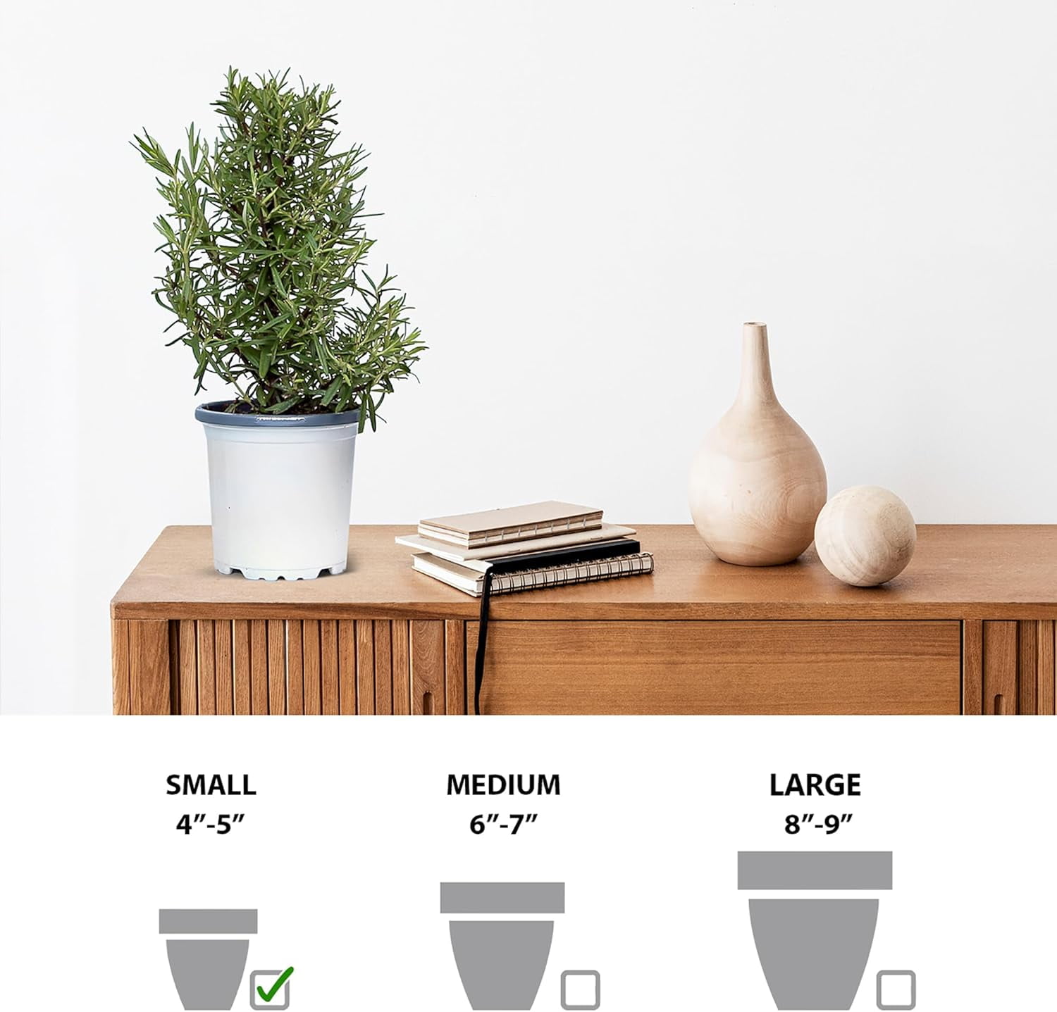 Live Rosemary Plant, Aroma Tree, Christmas Gift, Office Gift, Housewarming Gift, Air Purifying Plant, Birthday Gift, Office Gift, Gardening Gift in 4" Pot
