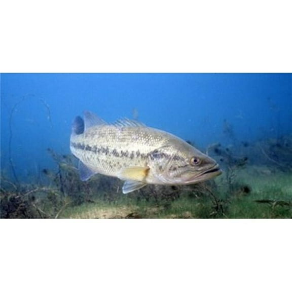 212 Main LPO618 Large Mouth Bass Fish Underwater License Plate